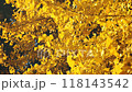 Ginkgo_01_4K Medium Shot_Autumn_Foliage_Japan 118143542