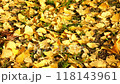 Ginkgo leaves_01_4K close-up shot_Autumn_Autumn leaves_Japan 118143961