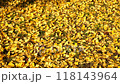 Ginkgo leaves_02_4K wide shot_Autumn_Autumn leaves_Japan 118143964
