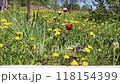 Yellow dandelions and white-purple and red tulip in the background in the garden on a sunny spring day 118154399