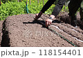Pensioner making rows with level for planting seeds in garden bed on sunny spring day 118154401