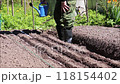 Pensioner approaches the garden bed and waters carrot seeds from a watering can in the garden 118154402