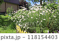 Daisies on a flowerbed in the wind under an apple tree against the background of trees and flying insects in a summer garden 118154403