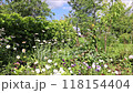 Butterfly flies over a flowerbed with flowers against the background of a grape bush in a summer garden 118154404