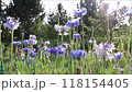 Blue and white cornflowers against the background of cedars in a summer garden at sunset  118154405