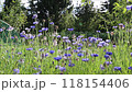 Blue and white cornflowers against the background of cedars in a summer garden 118154406