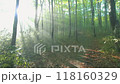 朝霧の森を歩く 118160329