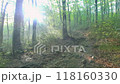 朝霧の森を歩く 118160330