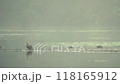 朝霧の湖でくつろぐカモ 118165912