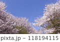 A view of the cherry blossoms in full bloom at Satte Gongendo Tsutsumi in Satte City, Saitama Prefecture, and cherry blossom snowstorm (slow motion) 118194115