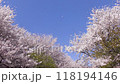 View of the cherry blossoms in full bloom at Satte Gongendo Bank in Satte City, Saitama Prefecture, and snowstorm of cherry blossoms 118194146