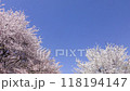 View of the cherry blossoms in full bloom at Satte Gongendo Bank in Satte City, Saitama Prefecture, and snowstorm of cherry blossoms 118194147
