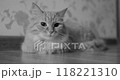 Fluffy cat is lying on floor and looking curiously at camera. Cute pet is ready to play. Black and white film style. 118221310