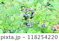 収穫前のブルーベリー 118254220