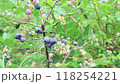 収穫前のブルーベリー 118254221