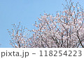 北海道千歳市の桜 118254223