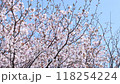 北海道千歳市の桜 118254224