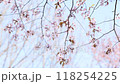 北海道千歳市の桜 118254225