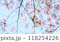 北海道千歳市の桜 118254226