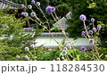 Higotai flowers blooming in the Higotai conservation area in front of the temple, with the white walls and roof of the temple in the background 118284530