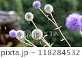 Higotai blooming in the Higotai Conservation Area, background material, copy space 118284532