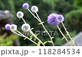 Higotai blooming in the Higotai Conservation Area, dark background, copy space, background material 118284534