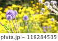 Higotai blooming in the Higotai Conservation Area, background yellow, copy space, background material 118284535