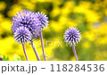 Higotai blooming in the Higotai Conservation Area, background yellow, copy space, background material 118284536