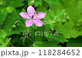 A single flower of Geranium globulus blowing in the wind, yellow-green background, copy space 118284652