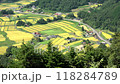 Golden rice terraces overlooking the hilltop (the summit of Mitsugoyama) The rice terraces of Hiwa-Mikawauchi, a certified Tsunagu Rice Terrace Heritage Site 118284789