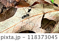 Ant crawling on a leaf 118373045