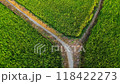 Beautiful aerial view of paddy field with green color and way into rice plantation at Mekong Delta countryside, vast farm but low productivity by climate change impact on food security 118422273