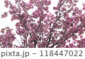 Sakura blooms with pink flowers. Trees in the garden. Buds on branches. 118447022