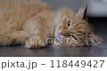 Sleepy ginger cat lies on floor. Cute pet has a rest at home. Close up portrait of fluffy domestic animal. 118449427