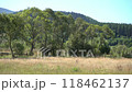 Green nature trees. Hills, forest and meadow in summer 118462137