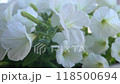 White petunia. Surfinia flower buds. 118500694