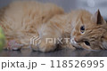 Ginger cat licks its fur after playing with tennis ball. Cute pet lies on floor at home. Close up portrait of domestic animal. 118526995