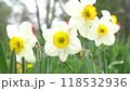 Daffodils flowers. White-yellow buds of a spring plant. 118532936