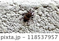 beetle crawling on a wall 118537957