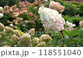 Hydrangeas bloom garden. Pink bud Hydrangea flower. 118551040