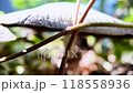 Agaricus mushroom in a coniferous forest 118558936