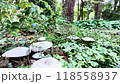 Agaricus mushroom in a coniferous forest 118558937