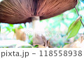Agaricus mushroom in a coniferous forest 118558938