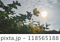 Flowers at dusk 118565188