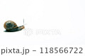Garden snail close up isolated on white copy space. Lots of head movement and stretching. High quality 4k footage 118566722