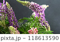 Lupine flowers. Bouquet of purple and pink buds. 118613590