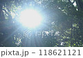 木漏れ日の森 118621121