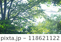 森、林の木々 118621122