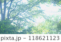 幻想的な森、林の木々 118621123