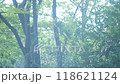 幻想の森 118621124